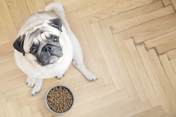 A beige pug dog sits on a wooden floor near a bowl of food and looks sadly at the camera.