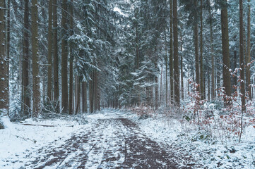 Winterlicher Waldweg