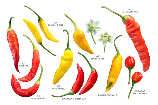 Aji chile peppers (Capsicum baccatum) collection isolated png