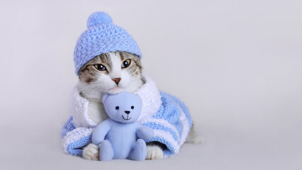 Cat in a blue hat and a blue sweater lies with a blue teddy bear and looks at the camera. Portrait of a Kitten. Cat with big eyes. Kitten on a white background. Place for text. Clothes for pets.