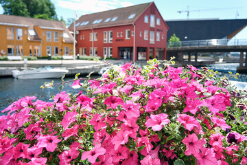 Bunte Blumendekoration am berühmten Fischmarkt und Touristenspot „Fiskebrygga“ in Kristiansand im südlichen Norwegen, selektiver Fokus