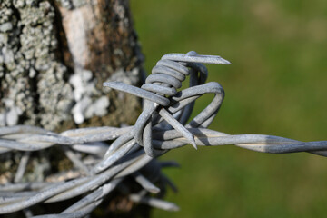 close-up of a spike in an old, whitish barbed wire, knotted and surrounding a wooden pole of a tree trunk, in the background the green of the field is out of focus