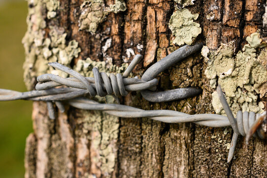 close-up of a spike in an old, whitish barbed wire, knotted and surrounding a wooden post of a tree trunk, in the background the green of the field is out of focus