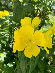 Fototapeta premium yellow flowers