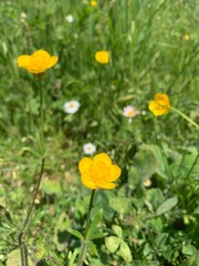 Obraz premium yellow flowers in the garden