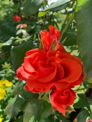 red rose in garden