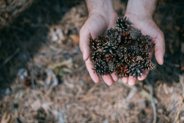 Close-up. Dry pine cones in men's palms above the ground. A man holds in his hands a handful of pine cones that have fallen from a pine tree