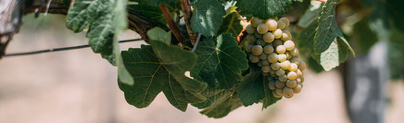 Grape harvest. Close-up.