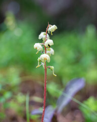 Pyrola rotundifolia - Round-leaved Wintergreen after a heavy rainshower.