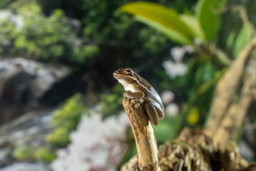 A tree frog is any species of frog that spends a major portion of its lifespan in trees