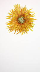 Pressed and dried delicate Chrysanthemum flower isolated from background. Also called mother flower, florist daisy or China chrysanthemum, a field flower of many colors.