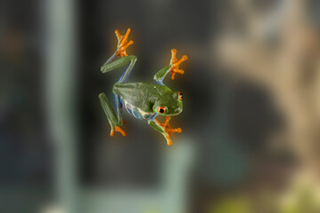 A tree frog . Their feet actually emit a wet mucous that allows them to better cling to nearly any surface.