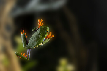 A tree frog . Their feet actually emit a wet mucous that allows them to better cling to nearly any surface.