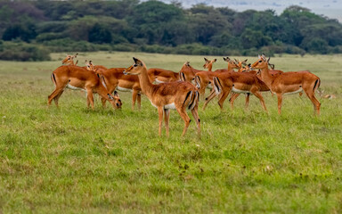 Naklejka na ściany i meble Linh dương Impalas in a Kenyan meadow