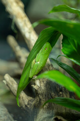 A tree frog is any species of frog that spends a major portion of its lifespan in trees