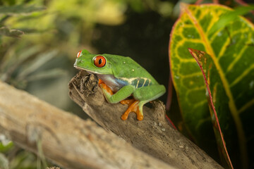 A tree frog is any species of frog that spends a major portion of its lifespan in trees