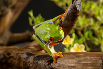  The red-eyed tree frog is an adept climber. They’re able to scale trees and cling to leaves using suction-pad-like toes. 