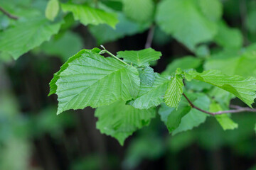 Young spring green Hazel leaves Corylus avellana on the branch of the tree on a sunny springtime evening with bright sunlight and transluscent structures