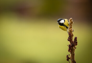 Great tit, Parus major, perching on a branch.