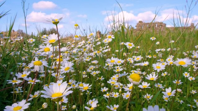 Wild daisy flowers growing on meadow, white chamomiles on blue cloudy sky background. Oxeye daisy, Leucanthemum vulgare, Daisies, Dox-eye, Common daisy, Dog daisy, Gardening concept.