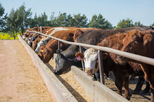 feedlot with Hereford and Angus cattle eating alfalfa