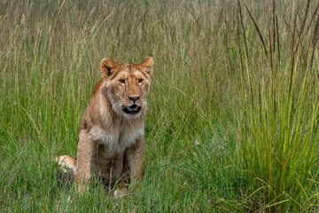 Portrait of a lioness in the Masai Mara, Kenya