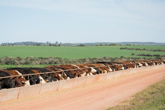 feedlot with Hereford and Angus cattle eating alfalfa