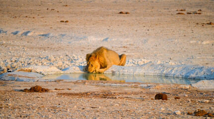 lion drinking water