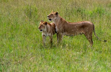 Portrait of two lioness in Masai Mara, Kenya