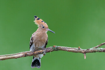 Eurasian hoopoe (Upupa epops) sitting on a branch and searching for food in a meadow in the Netherlands