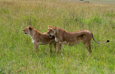 .Portrait of two lioness in Masai Mara, Kenya