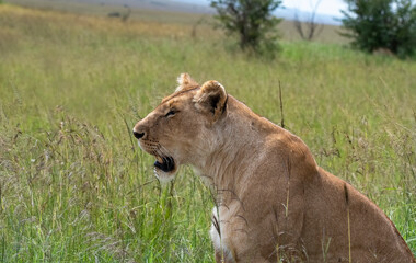 Portrait of a lioness in the Masai Mara, Kenya