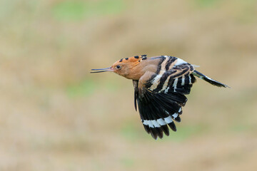 Eurasian hoopoe (Upupa epops) flying while searching for food in a meadow in the Netherlands © henk bogaard