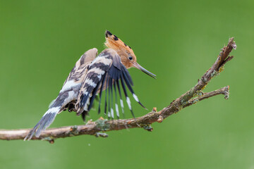 Eurasian hoopoe (Upupa epops) sitting on a branch and searching for food in a meadow in the Netherlands