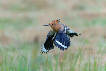 Eurasian hoopoe (Upupa epops) flying while searching for food in a meadow in the Netherlands