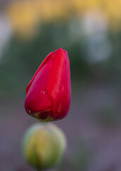 Vibrant and Colorful tulips on a spring sunset