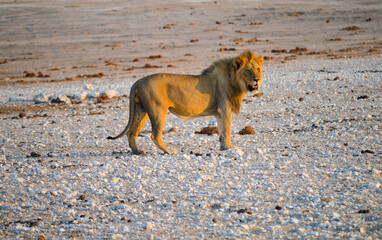 lion on sunset in Namibia