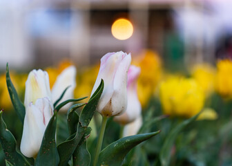 Vibrant and Colorful tulips on a spring sunset