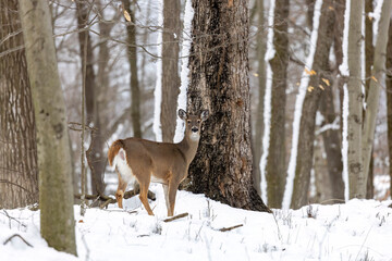 Deer. The white-tailed deer  also known as the whitetail or Virginia deer in winter on snow. White tail deer is  the wildlife symbol of Wisconsin  and game animal of Oklahoma.