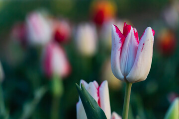 Vibrant and Colorful tulips on a spring sunset