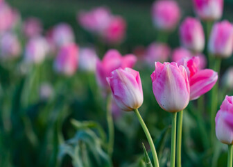 Vibrant and Colorful tulips on a spring sunset