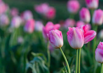 Fototapeta premium Vibrant and Colorful tulips on a spring sunset