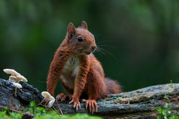 Eurasian red squirrel (Sciurus vulgaris) searching for food in the autumn in the forest in the South of the Netherlands.   