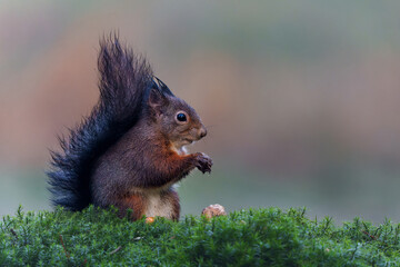 Eurasian red squirrel (Sciurus vulgaris) searching for food in the autumn in the forest in the South of the Netherlands.   