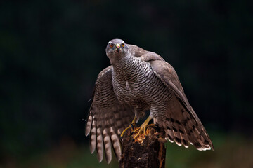 Northern goshawk (accipiter gentilis) sitting on a pole in the forest of Noord Brabant in the Netherlands with a black background