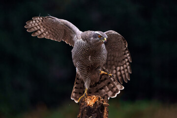 Northern goshawk (accipiter gentilis) sitting on a pole in the forest of Noord Brabant in the Netherlands with a black background