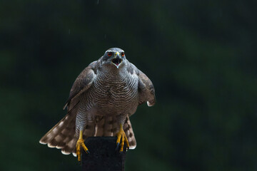 Northern goshawk (accipiter gentilis) sitting on a pole in the forest of Noord Brabant in the Netherlands with a black background