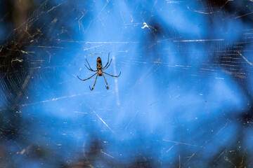 A Banana spider on its web in a forest. Species Trichonephila clavipes. Animal life. Wild life.