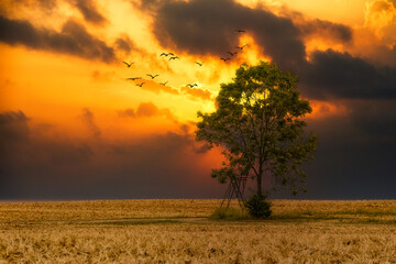 Fototapeta premium sunset over the field