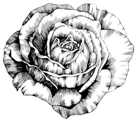 Rose flower isolated on white. hand drawn png illustration.